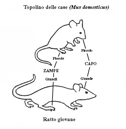 Ratti - Riconoscimento e note ecologiche